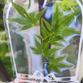 书里的春天——高二年级生物植物书签活动